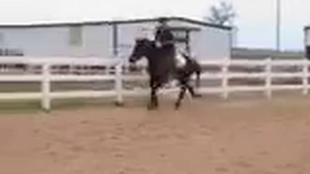 Zarina canter left 4/21/2010.AVI смотреть онлайн