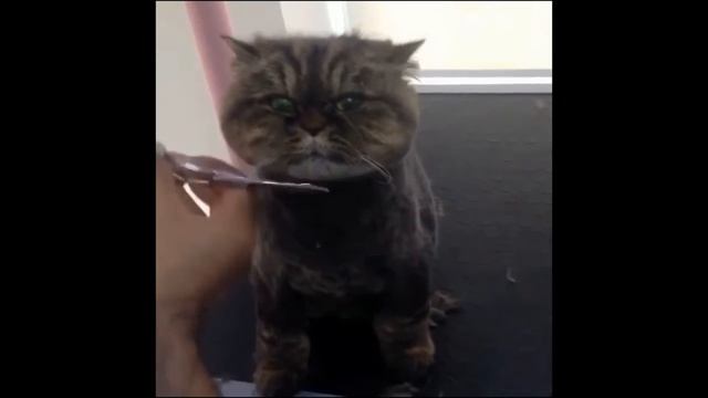 Смешные коты и кошки 2017 Тест на психику смотреть онлайн