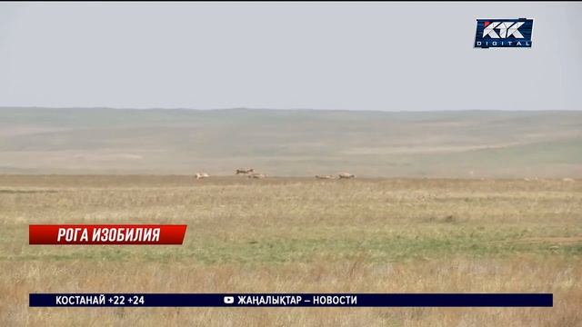 Инициатива по отстрелу сайгаков вызвала негодование казахстанцев смотреть онлайн