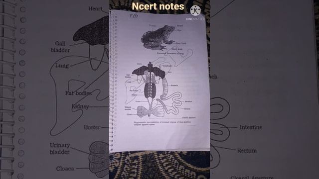 ncert notes morphology and anatomy of frog class 11biology chapter 7 structural organisation in ani смотреть онлайн
