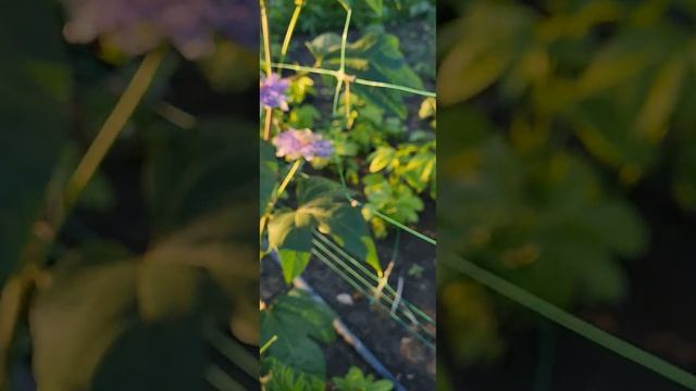Маракуйя Северная/Пассифлора инкарната смотреть онлайн