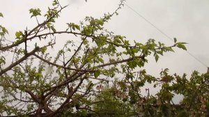 Абрикос  Что делать если сохнет и чем брызгать