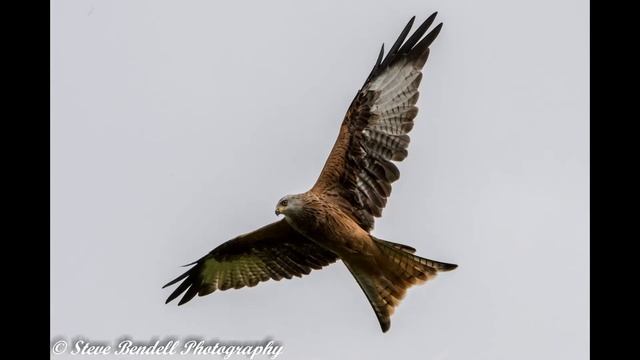 Red Kites 2016 смотреть онлайн