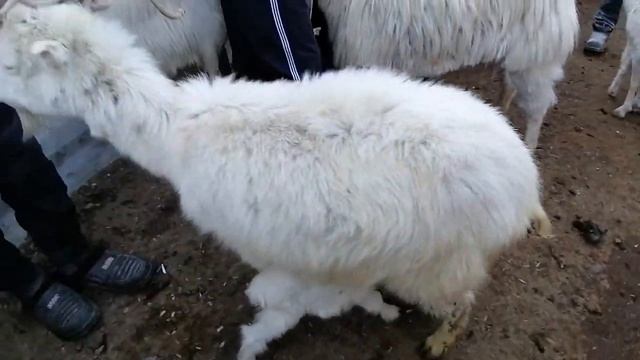 Тошкан ички сорагалар учун сагини хам бор смотреть онлайн