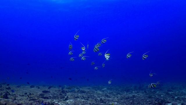 The Ocean In 8K ULTRA HD (60FPS) - Scenic Wildlife Film With Calming Music