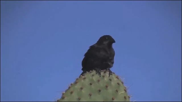 Mastering Biology - Darwin's Finches in Galapagos смотреть онлайн