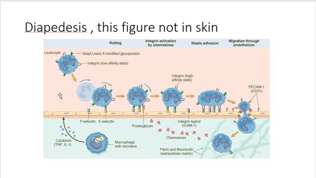 Skin cancer part 2 смотреть онлайн