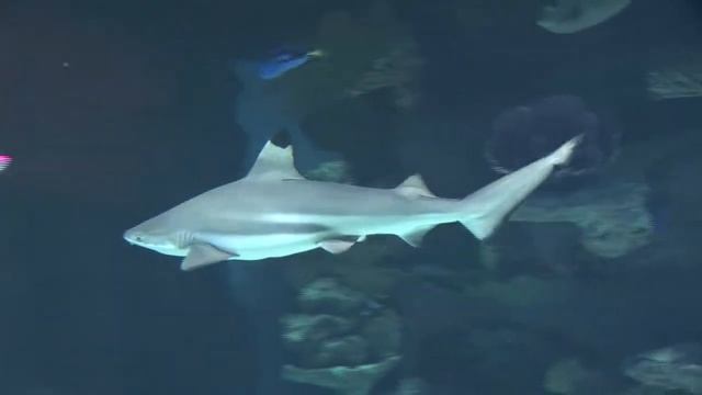 Sharks in aquarium HD смотреть онлайн