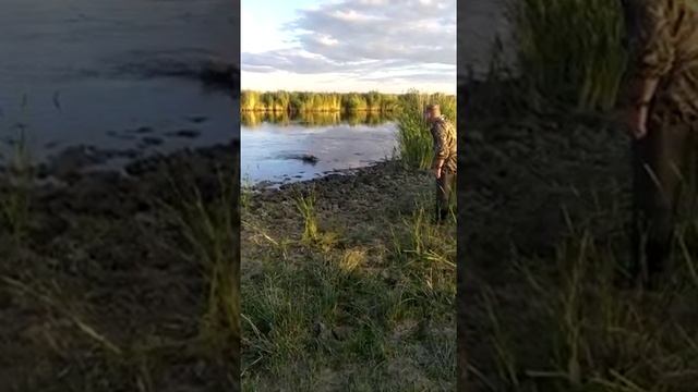 Обучение подачи с воды русского охотничьего спаниеля смотреть онлайн