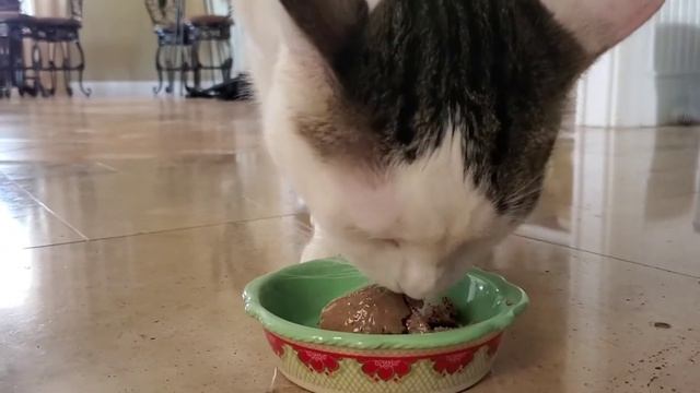 Cats review on Purina Friskies Pate cat food. #cats #kitten смотреть онлайн