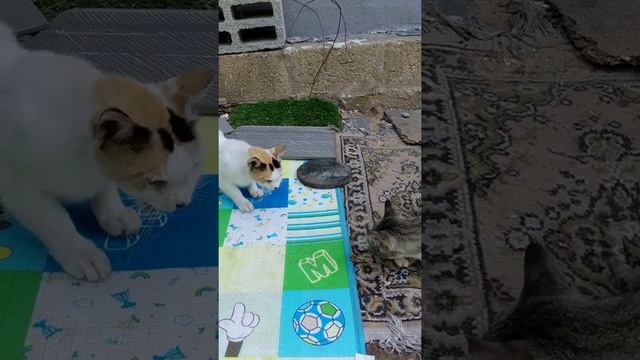 Mukbang stray cat eat 😻 Мукбанг серая кошка кушает. मजेदार बिल्लियां. Kucing lucu. Gatos graciosos. смотреть онлайн
