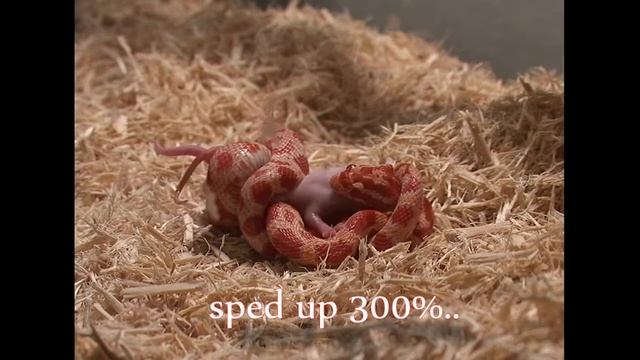 Orange Corn snake 2nd Live Feeding fuzzy mouse also (drinking water) Sony VX2100 DUF Enterprise смотреть онлайн