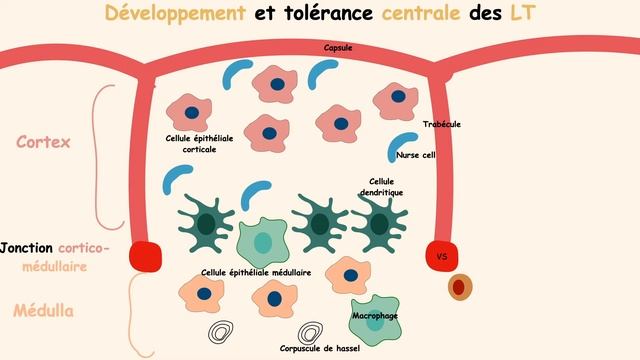 Tolérance Et Auto-Immunité Partie 1: Tolérance Centrale Et Développement Des LT. смотреть онлайн