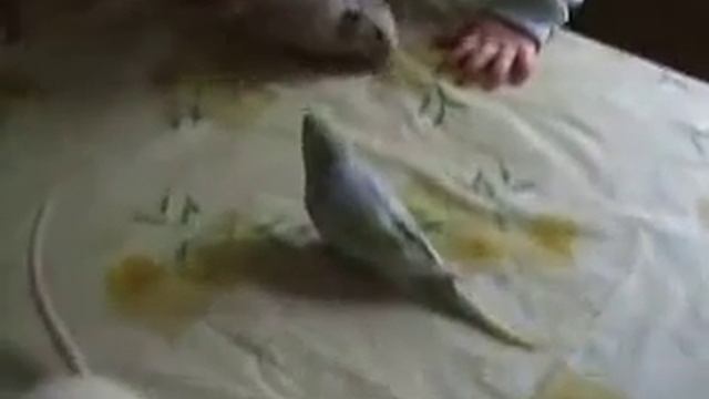давят бедного хомячка смотреть онлайн