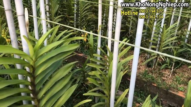 Cách trị rụng nụ, ruồi đục nụ trên lan смотреть онлайн
