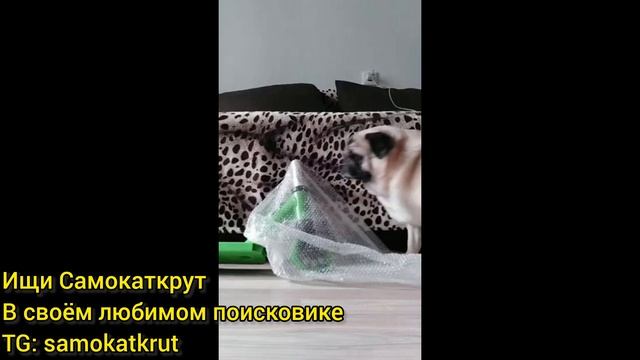 мопс научит вас, как собрать трюковой самокат Самокаткрут смотреть онлайн