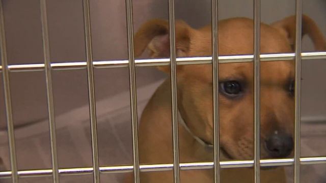 Houston Humane Society sees influx of pets brought in due to cold weather, new law смотреть онлайн