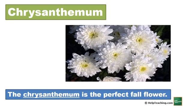 Types of Flowers | Science Vocabulary Lesson смотреть онлайн