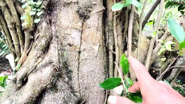 BONSAI JEMBER SELATAN CAK EKO AY BONSAI BERADA DILAHANNYA BUANYAKKK BONSAI SANTIGI NUSABARONG смотреть онлайн