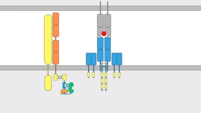 07 01 TCR Signaling смотреть онлайн