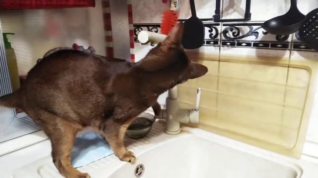 Мой Кот играет с водой смотреть онлайн