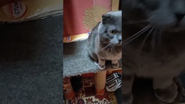 Бася смотреть онлайн