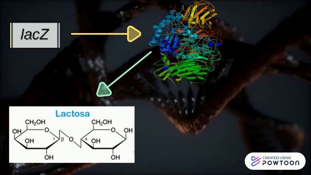 Operon Lac y Trp смотреть онлайн