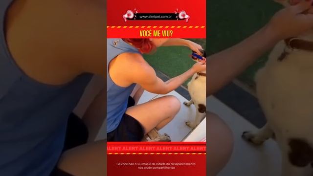 Cachorro Perdido NOVA UBERLANDIA Uberlândia - MG | BUTINA смотреть онлайн