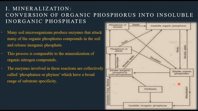 PHOSPHORUS CYCLE - BIOGEOCHEMICAL CYCLES( NUTRIENT CYCLES)- ENVIRONMENTAL/APPLIED/SOIL MICROBIOLOGY смотреть онлайн