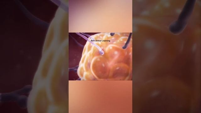 Reproductive System unbelievable 🔥 #sonigloballearning смотреть онлайн