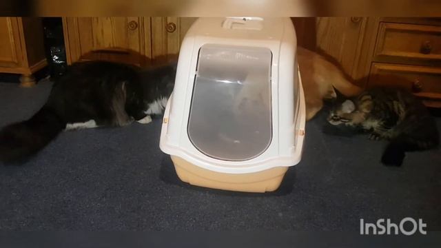 СМЕШНЫЕ КОТЫ новый туалет 😯😳 смотреть онлайн