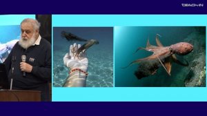 Малахов В.В. -Зоология беспозвоночных - 14. Тип Моллюски (Mollusca): классы Головоногие и Брюхоногие