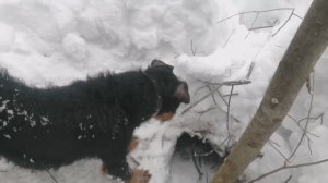 Бобры в Феврале сошли сума!?)