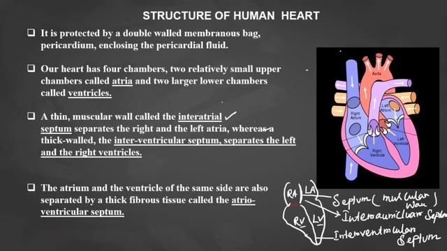 STRUCTURE OF HUMAN HEART ,CLASS X, BY RAHUL SIR # BIOME смотреть онлайн