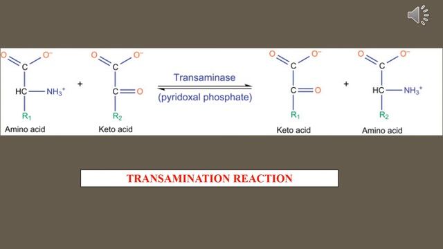 Transamination, deamination and decarboxylation of amino acids смотреть онлайн