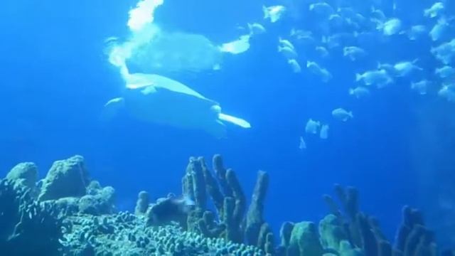 Hidupan Laut смотреть онлайн