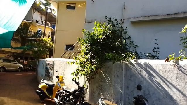 Арамболь. Наблюдательный кот.