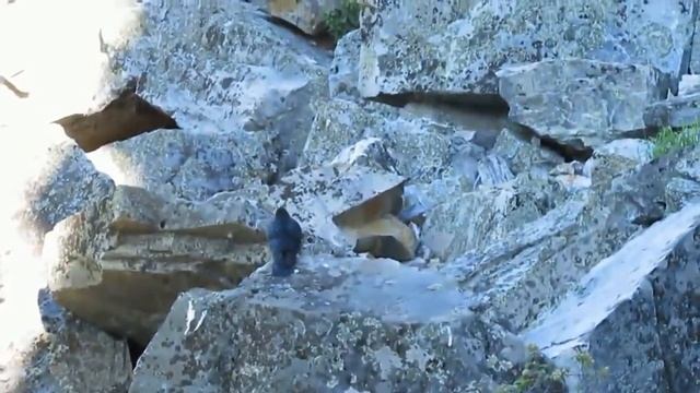 Вороны скалолазы смотреть онлайн