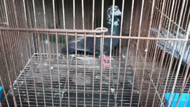 MAY JOWA NA SI INDIGO 150. #pigeonrace #fancypigeon #colorgenetics смотреть онлайн