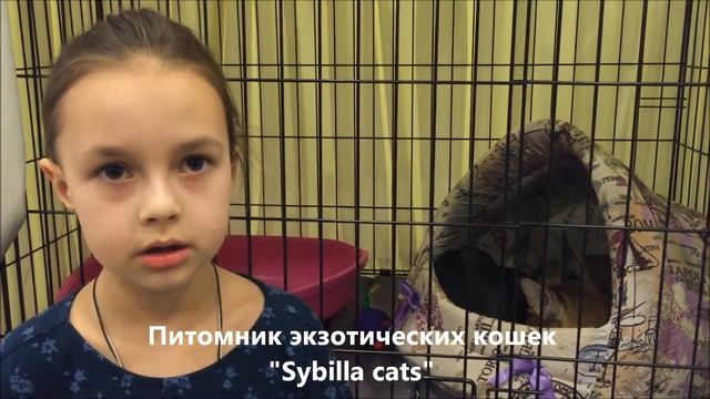 #4. Каракет (Caracat). Маленькая хозяйка каракета о своей любимице.