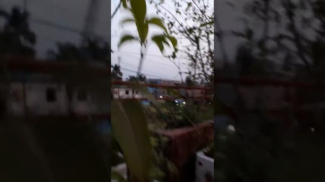 Purina planting смотреть онлайн