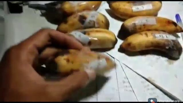 Acara 2 Pengaruh Etilen Terhadap Pematang Buah |Etika Cahya K /1810401012/A2 смотреть онлайн