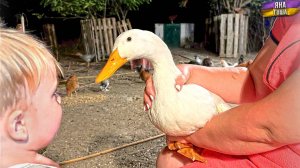 Почему он не летает? Козам принесли деликатес! Яна лечит петушка