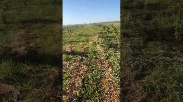 Фундук смотреть онлайн