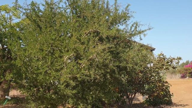 Argan Tree – Grow & Care (Argania Spinosa Plant)