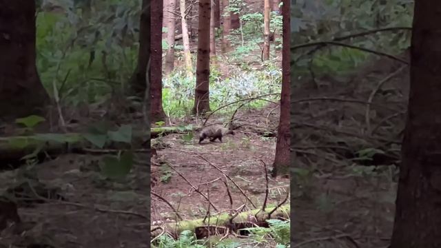 #япония #лес #japan #forest #tanuki смотреть онлайн