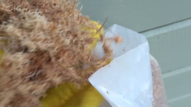 Сделайте это весной, для пышного и красивого цветения роз летом! смотреть онлайн