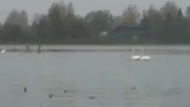 Поднимаем стаю лебедей смотреть онлайн