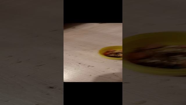 Готовим супер ужин для белок в конце сюрприз от них же 🐿️🐿️🐿️ смотреть онлайн