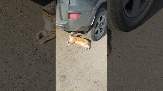 кот обормот смотреть онлайн